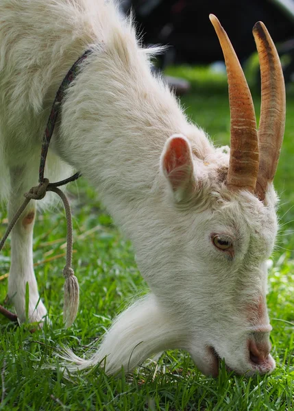 Ziege — Stockfoto