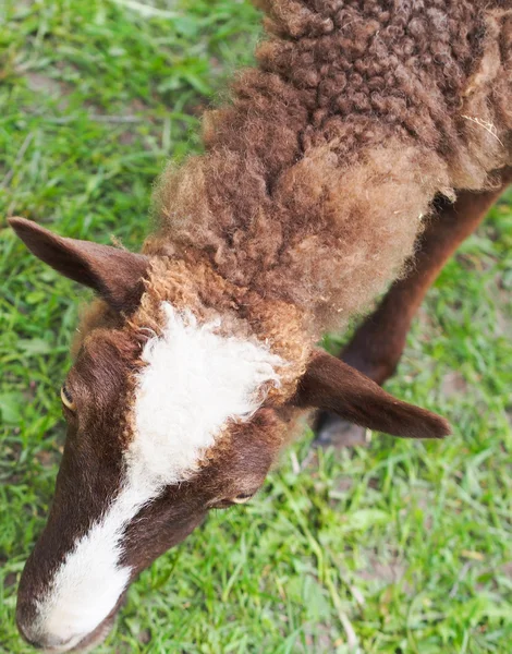 Moutons d'en haut — Photo