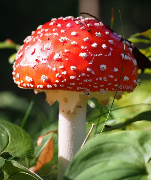 飛ぶ｜Agaric — ストック写真