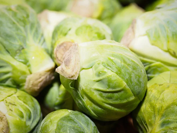 Brussel sprout — Stockfoto