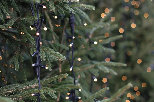 Árboles de Navidad — Foto de Stock