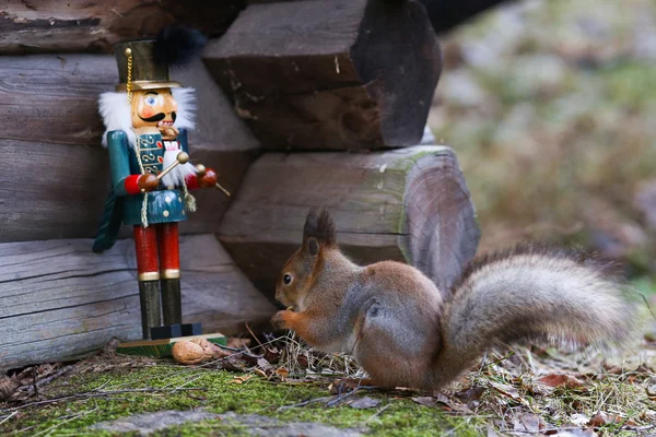 Notenkraker en eekhoorn — Stockfoto