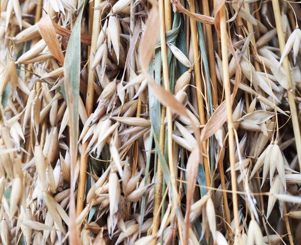 Lots of Oats — Stock Photo, Image