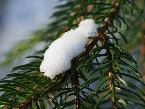 Snö på ett träd — Stockfoto