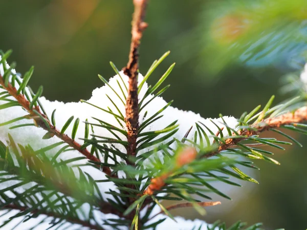 Sneeuw op een boom — Stockfoto