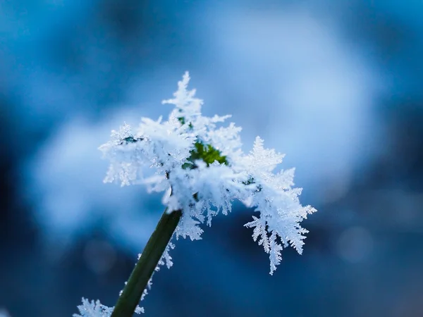 Hielo en una planta —  Fotos de Stock