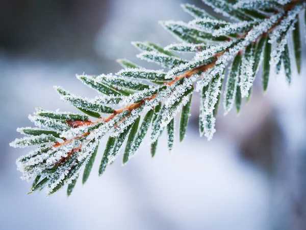 Boom in de winter — Stockfoto