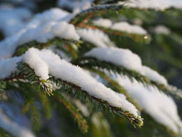 Winter — Stock Photo, Image