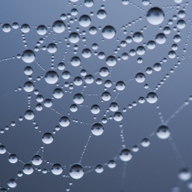 sonbaharda spiderweb