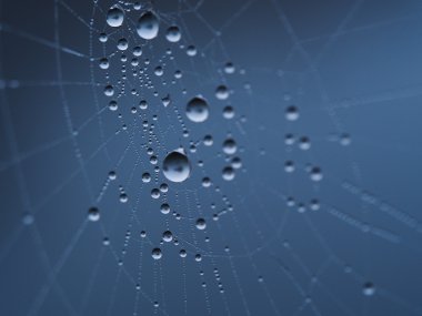 sonbaharda spiderweb