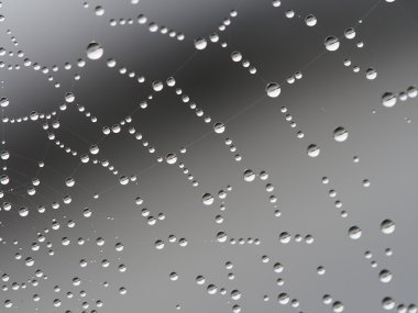 sonbaharda spiderweb