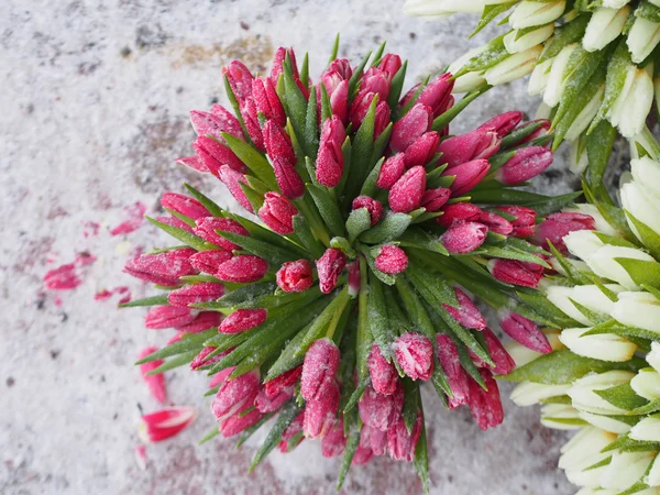 Tulips in winter — Stock Photo, Image