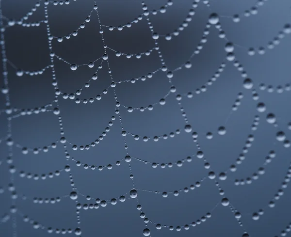 Sonbaharda spiderweb — Stok fotoğraf