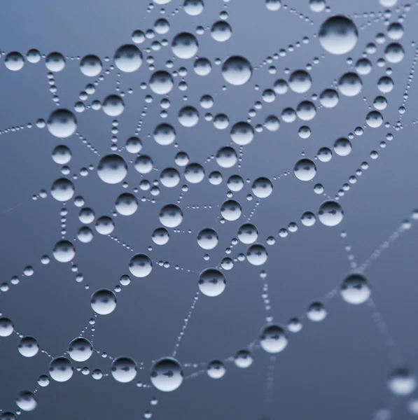 sonbaharda spiderweb