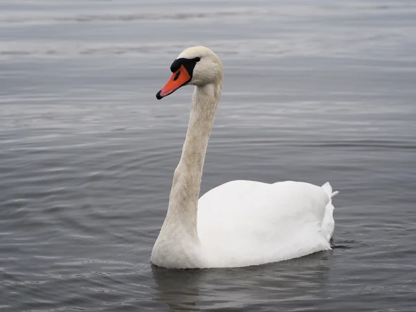 Swan — Stock Photo, Image