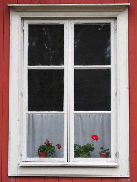 Pencerede çiçekler — Stok fotoğraf