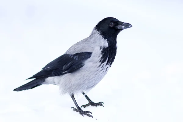 Kapuzenkrähe — Stockfoto