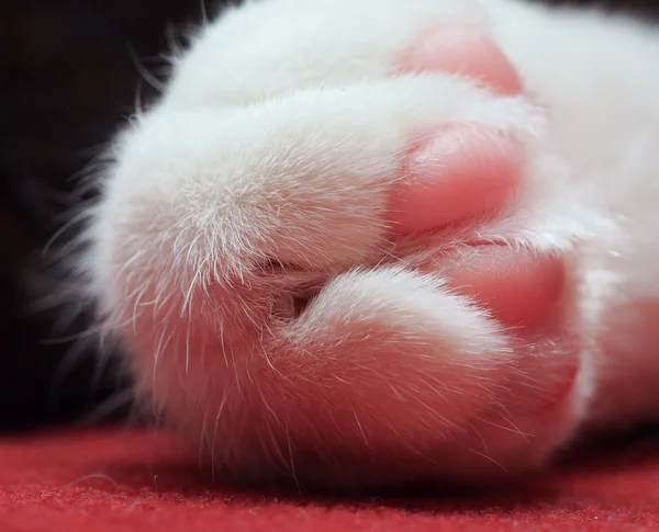 Kedi Pençesi