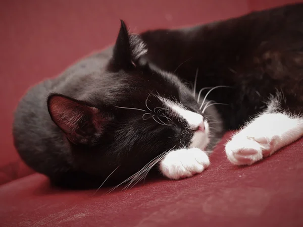 Gato adormecido — Fotografia de Stock