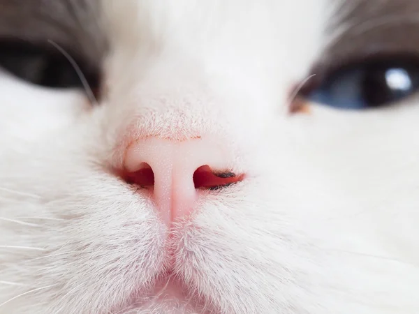 Nose of a cat — Stock Photo, Image