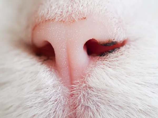 Нос кошки — стоковое фото