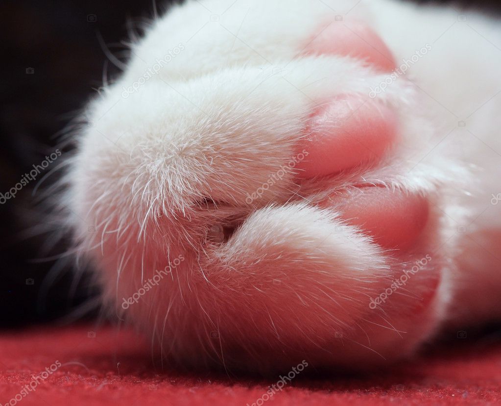 Zampa Di Gatto Foto Stock Laksen 41487161