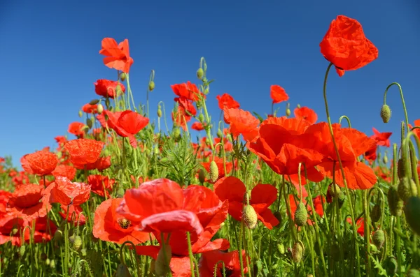 Poppy flowers and blue sky — Stock Photo, Image
