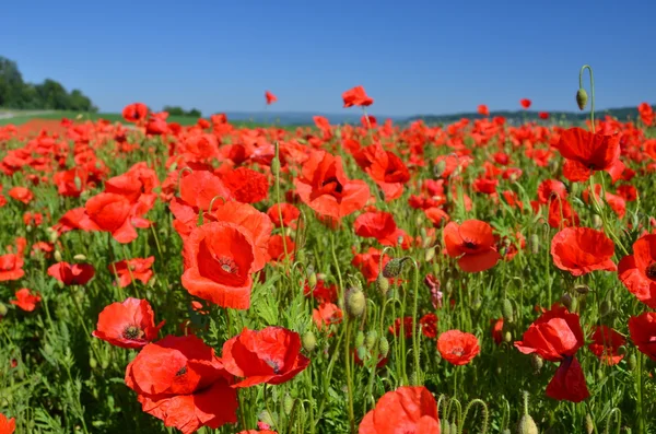 Poppies on blue sky background — Stock Photo, Image