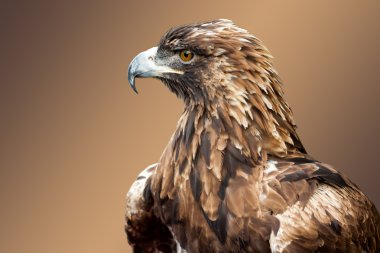 Altın Kartal