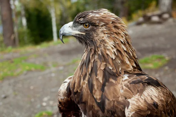 Águila real —  Fotos de Stock