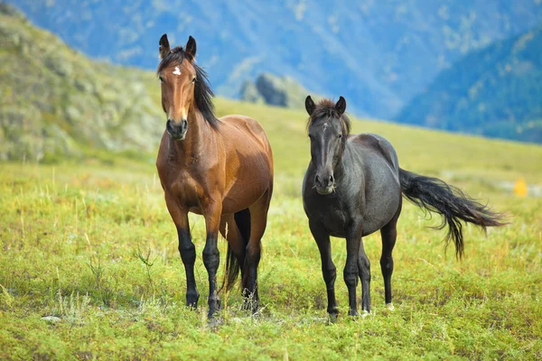 Dos caballos pastando en el prado de montaña —  Fotos de Stock