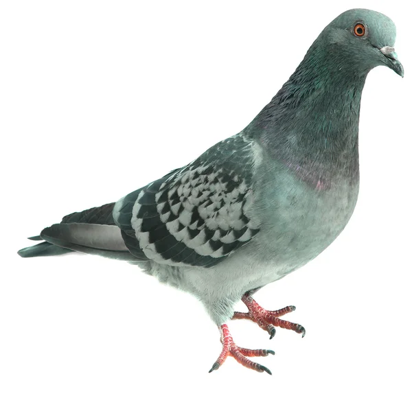 Pigeon sur fond blanc, isolé — Photo