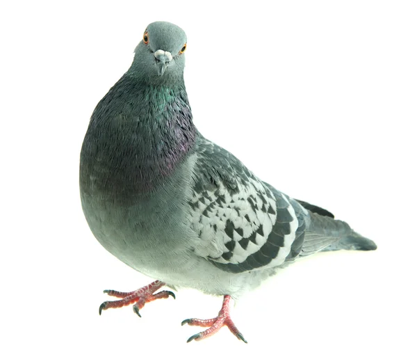 Pigeon on a white background, isolated — Stock Photo, Image