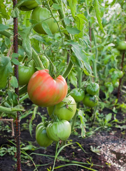 Reddening tomato on the background of green tomatoes, the Bush. — Stock Photo, Image