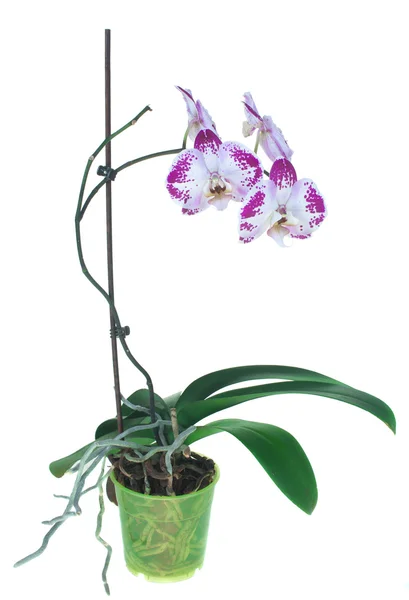 Roze orchid op een witte achtergrond, geïsoleerd. — Stockfoto