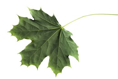 akçaağaç yaprağı