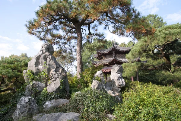 Chinese Pine — Stockfoto