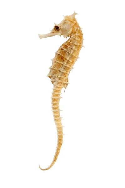 Pressade hippocampus — Stockfoto