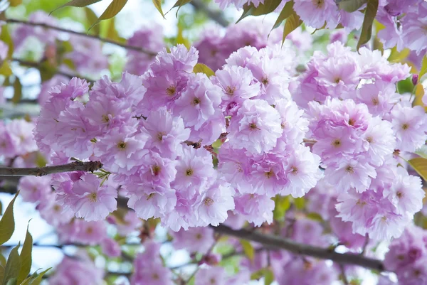 Sakura en primavera — Foto de Stock