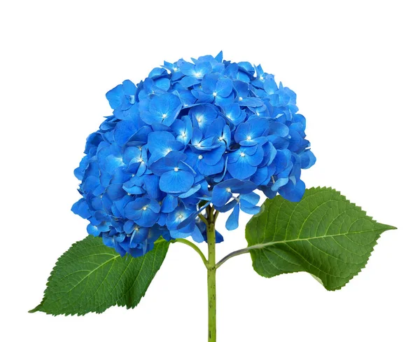 Modrá Hortenzie Izolované Bílém Pozadí — Stock fotografie