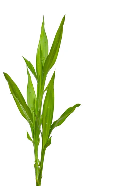 Pieni Vihreä Bambunverso Eristetty Valkoisella Pohjalla — kuvapankkivalokuva