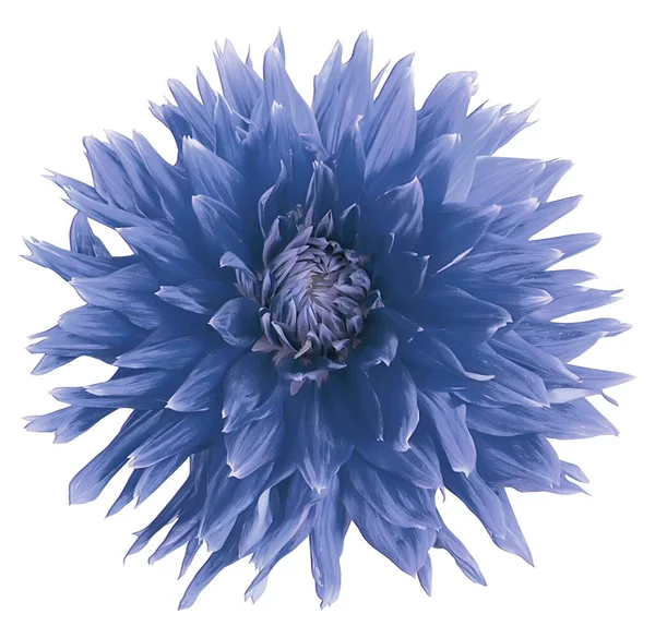 Maravilhoso Cinza Azul Dahlia Isolado Fundo Branco — Fotografia de Stock