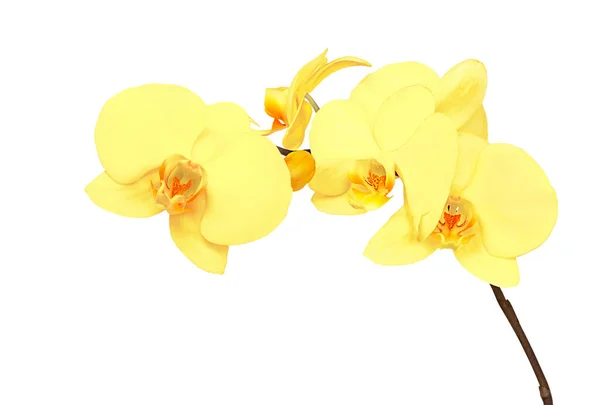 Κίτρινο Κλαδί Λουλουδιών Ορχιδέας Απομονωμένο Λευκό Φόντο — Φωτογραφία Αρχείου