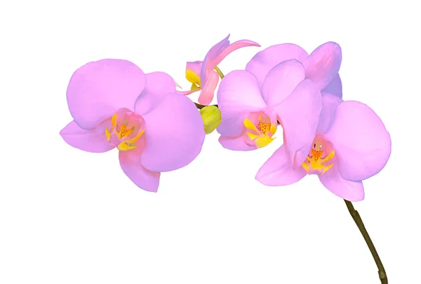 Ροζ Κλαδί Λουλουδιών Ορχιδέας Απομονωμένο Λευκό Φόντο — Φωτογραφία Αρχείου