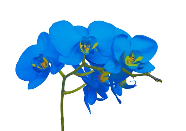 Blue Orchid Flower Branch Isolated White Background — Zdjęcie stockowe