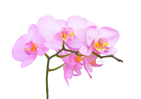 Růžová Orchidej Květinová Větev Izolované Bílém Pozadí — Stock fotografie