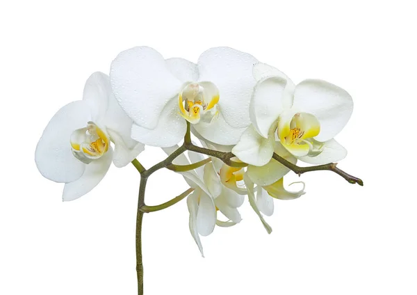 Bílá Orchidej Květinová Větev Izolované Bílém Pozadí — Stock fotografie