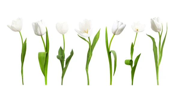 Row White Tulip Isolated White Background — Zdjęcie stockowe