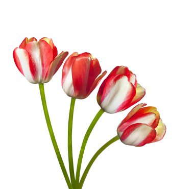 Beyaz arka planda izole edilmiş kırmızı lalelerin güzel bileşimi