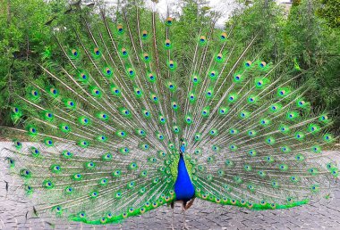 Parkta renkli açık kuyruklu güzel tavus kuşu